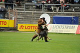 Jago vom Haus Sevens