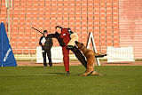 Daneskjold Hawk