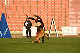 Daneskjold Hawk