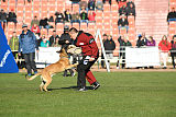 Quo Vadis Canis Bebeto
