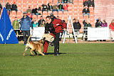 Quo Vadis Canis Bebeto