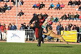 Quo Vadis Canis Bebeto