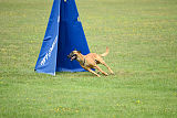 J'Lux vom Brunsbeker Land