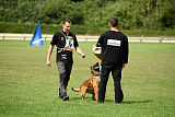 working-dog Bradana