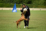 working-dog Bradana
