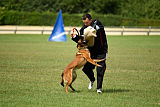 working-dog Bradana