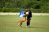 working-dog Bradana