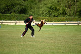 working-dog Bradana