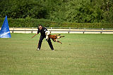 working-dog Bradana