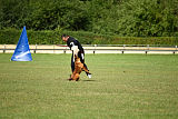 working-dog Bradana