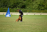working-dog Bradana