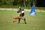 working-dog Bradana