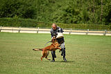 working-dog Bradana