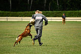working-dog Bradana