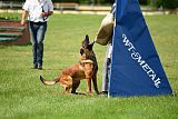 working-dog Bradana