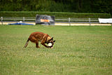 working-dog Bradana