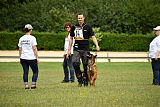 working-dog Bradana