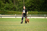 working-dog Bradana