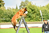 working-dog Bradana