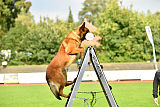 working-dog Bradana