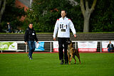 working-dog Bradana