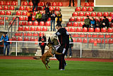 working-dog Bradana