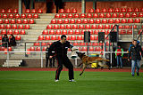 working-dog Bradana