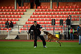 working-dog Bradana