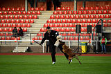 working-dog Bradana