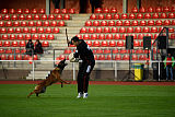 working-dog Bradana