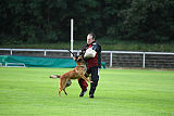 working-dog Bradana
