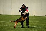 Bak Malinois of Sprajc