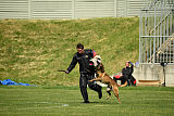Al Campo Graf Czech