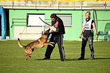 Parendo Vinces Captain Koons