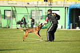 Parendo Vinces Captain Koons