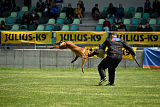 working-dog Bradana
