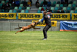 working-dog Bradana