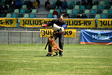 working-dog Bradana