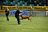 working-dog Bradana