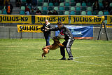 working-dog Bradana