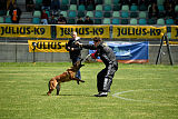 working-dog Bradana