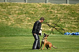 working-dog Bradana