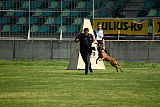 working-dog Bradana