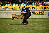 Aramis Red Devils Dog