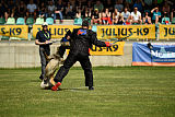 Aramis Red Devils Dog