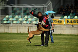 Aramis Red Devils Dog