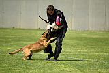 Aramis Red Devils Dog