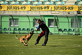 As'Thor Force Canina