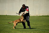As'Thor Force Canina