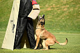 As'Thor Force Canina